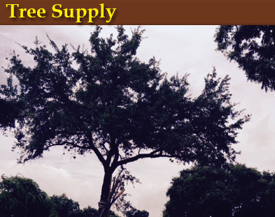 tree-supply